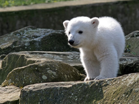 Knut and Friends: The story of a polar bear in the Berlin Zoo - By Jensk369 (Jens Koßmagk) (selbst fotografiert von Jens Koßmagk) [CC BY-SA 2.0 de (http://creativecommons.org/licenses/by-sa/2.0/de/deed.en)], via Wikimedia Commons