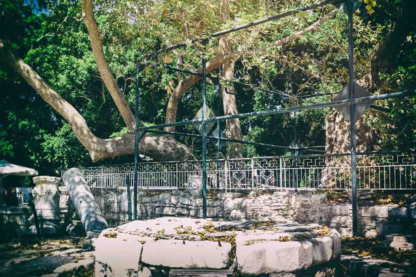 Next to the ancient Agora of Kos, opposite the fortress of Neratzia, is where you will find one of the oldest trees in Kos: the tree of Hippocrates. This historical tree is visited by thousands of people every year due to a story that became a legend.