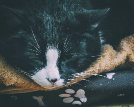 Gacek, a plump black-and-white feline, has become an internet sensation and a must-see attraction for cat lovers visiting the Polish city of Szczecin. And since we are cat lovers here at Fotostrasse, we had to go to Poland to see him once we heard about this story.