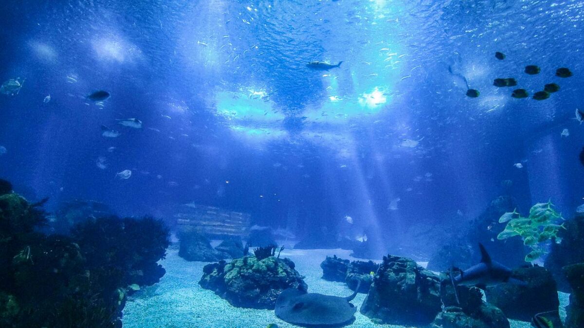 Welcome to the Lisbon Oceanarium, an incredible aquarium located in a part of town called Parque das Nações. Here, we will provide practical insights about this captivating attraction and guide you through everything you need to know for a memorable visit.