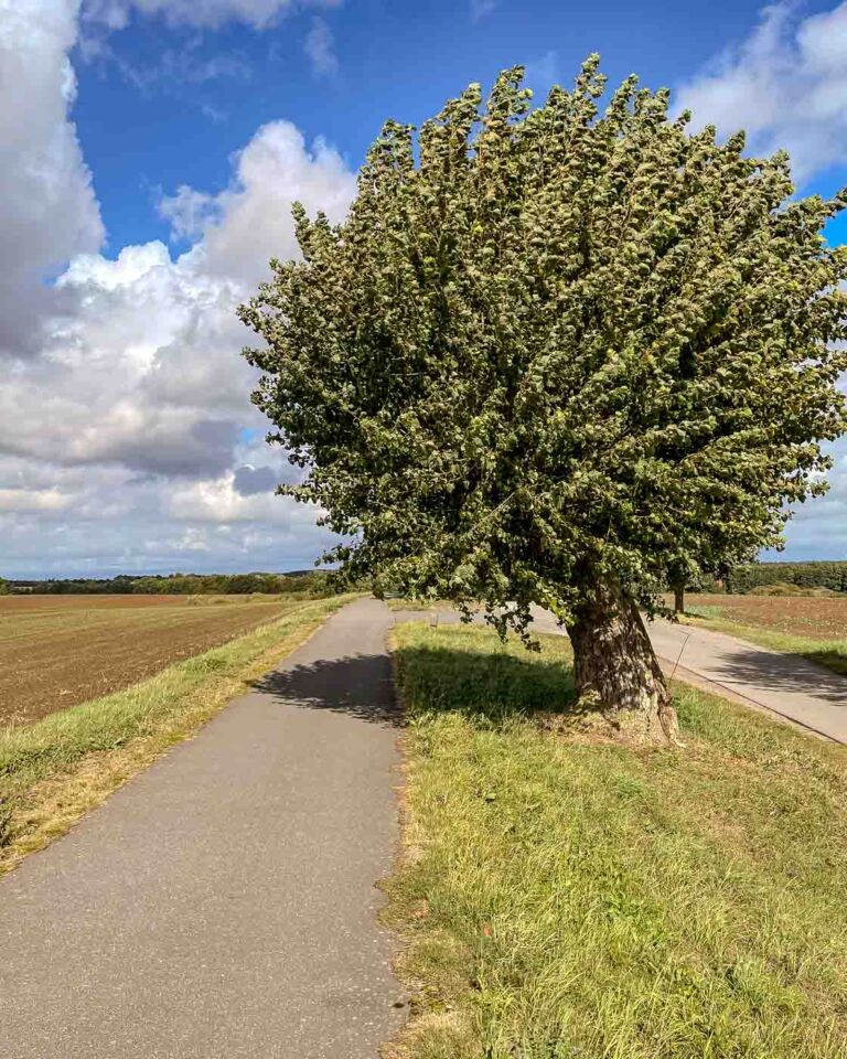 In early September 2024, I completed packing my bike and set off from Berlin to Copenhagen. Several days and more than 600 kilometers later, I arrived in the Danish capital.