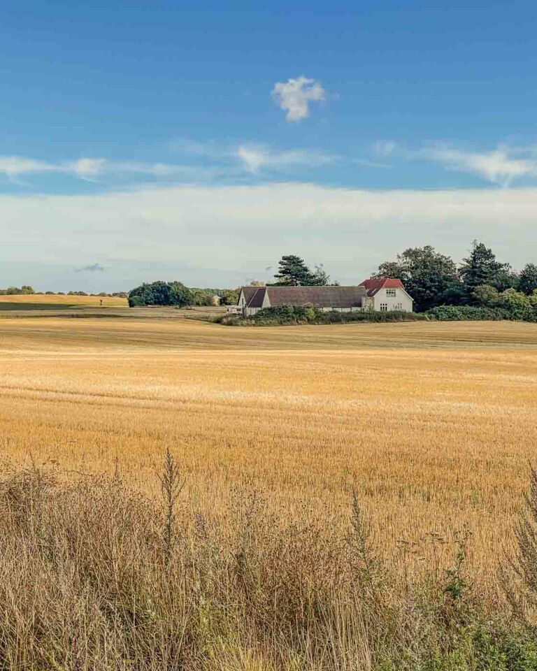 Cycling in Denmark was different from cycling in Germany. Some fields shone in yellow, houses painted red in the distance, and scenery that changed from something I had seen before into something new made me so happy. Also, the bike lanes were better signaled, fewer cars on the road, and it felt flatter at first. 