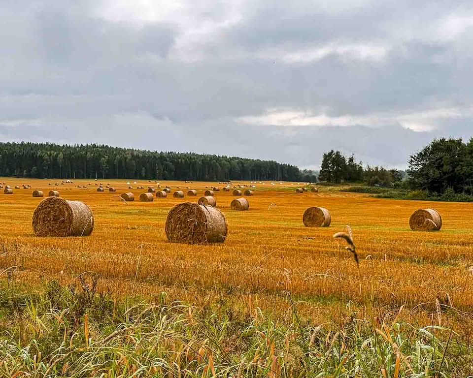 The first place I passed by was the Grönehög, a burial mound that was built in the 6th century near the shoreline when the sea around the area was higher.