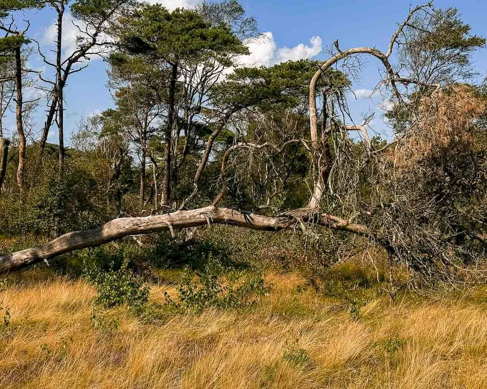 This was my first day fully cycling in Sweden, and I loved every minute of it. Most of the bike ride was going through seaside villages, nature reserves, and beaches. All of those in the famous Kattegattleden, which is Sweden’s first national cycle path. This made the entire route such an experience, and I would come back to Sweden again just to ride this cycle path.