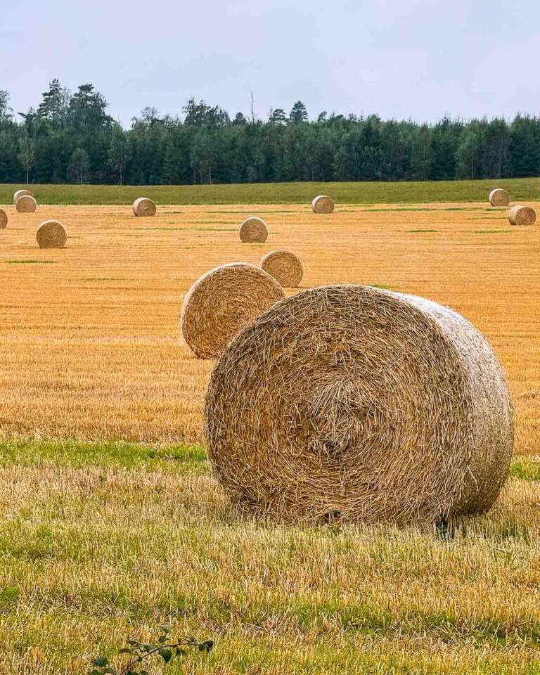 I took my bike to the road, and after less than 15 km of cycling, the drizzle turned into rain. Personally, I don’t really care about rain falling on me when I’m cycling. What really bothers me in the wet ground is that water is going to get to me when I pass by, and the water coming from below is what I don’t enjoy.