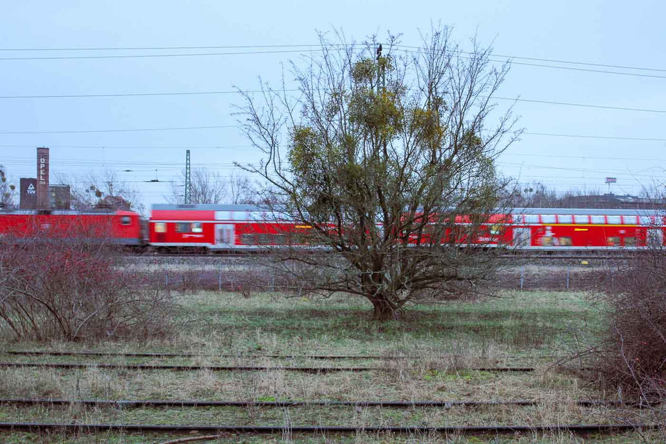 For almost 50 years, the region remained unaltered, allowing rare dry grasslands and a pristine urban forest to grow naturally. Something similar happened around the Berlin Wall, and I even wrote about the rabbits that used to be found on Chausseestraße between Mitte and Wedding. Many areas of the park are now formally designated as landscape and nature reserves.