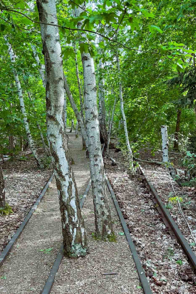 The biodiversity here is staggering. Natur-Park Südgelände is home to over 300 species of ferns and flowering plants, 49 mushroom species, and 30 species of breeding birds. It is also an essential sanctuary for insects, hosting 57 spider species and 95 wild bee species—more than 60 of which are endangered.