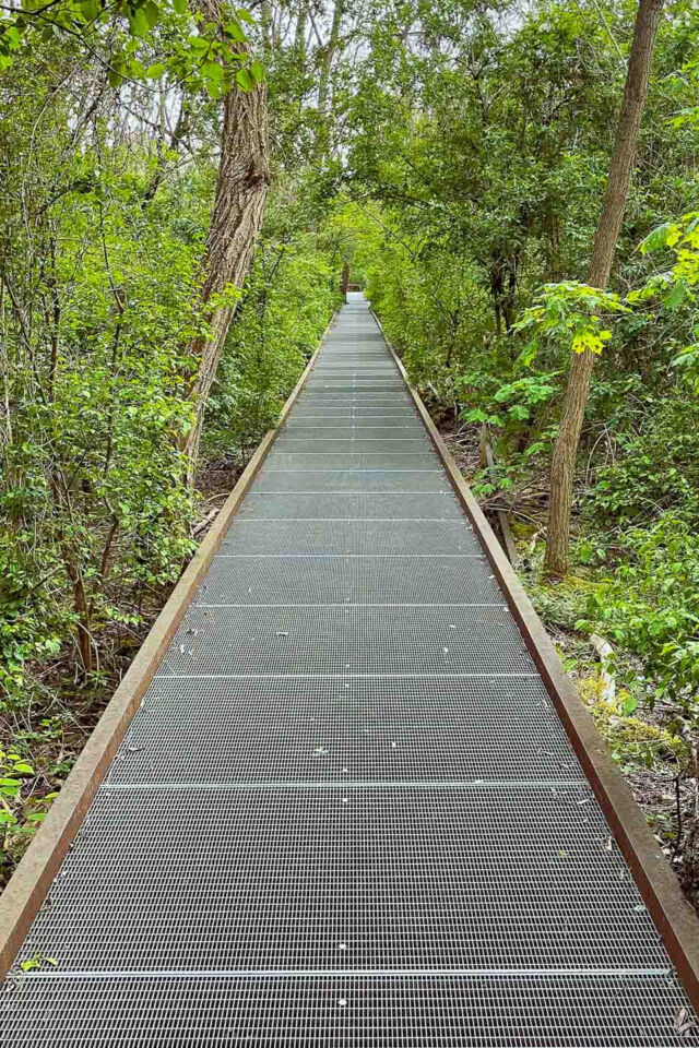The biodiversity here is staggering. Natur-Park Südgelände is home to over 300 species of ferns and flowering plants, 49 mushroom species, and 30 species of breeding birds. It is also an essential sanctuary for insects, hosting 57 spider species and 95 wild bee species—more than 60 of which are endangered.