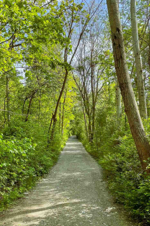 The biodiversity here is staggering. Natur-Park Südgelände is home to over 300 species of ferns and flowering plants, 49 mushroom species, and 30 species of breeding birds. It is also an essential sanctuary for insects, hosting 57 spider species and 95 wild bee species—more than 60 of which are endangered.