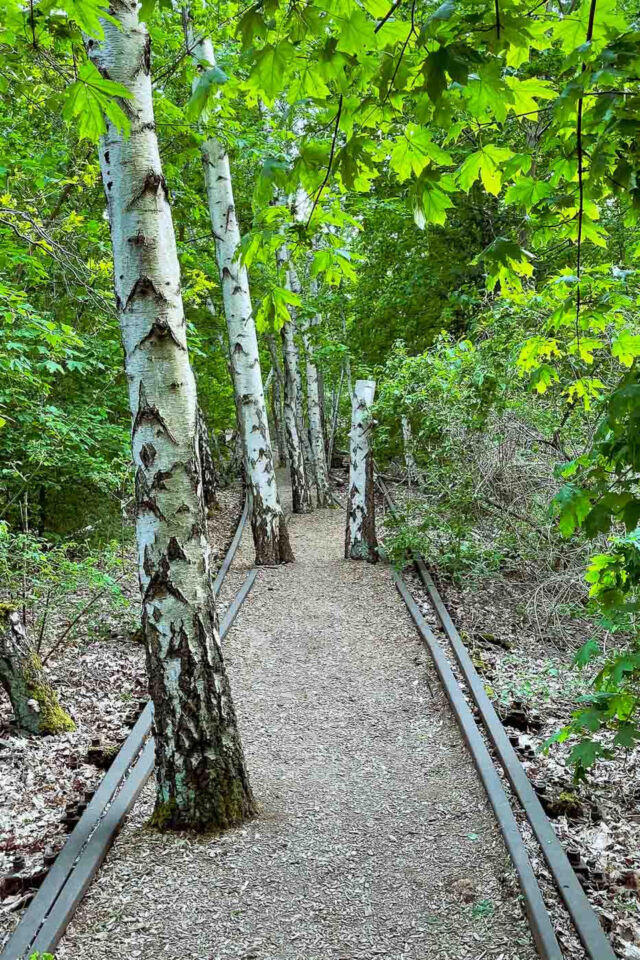 When I ask people about Berlin’s green spaces, most of them mention Tempelhofer Feld or Treptower Park. However, tucked away in the Schöneberg lies a hidden gem that offers an entirely different kind of outdoor experience: Natur-Park Südgelände. And I believe more people should know about this unique blend of history and wilderness.