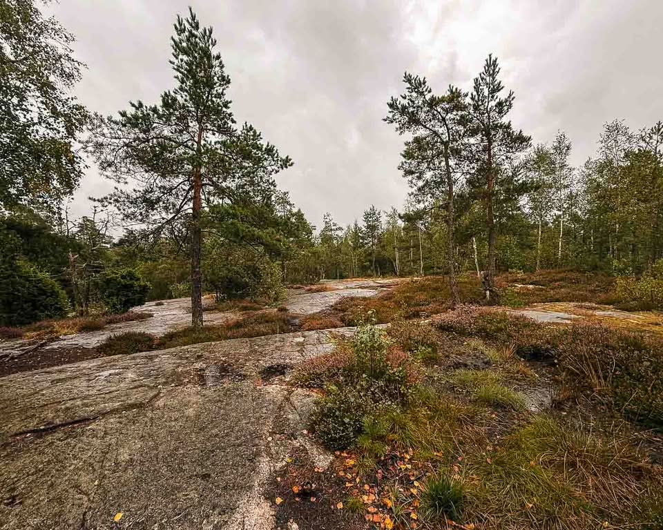 UNESCO added Tanum to the World Heritage List in 1994 to protect its immense concentration of Bronze Age rock art (1700–500 BCE). Although the entire Bohuslän region is replete with petroglyphs, Tanum has the most diverse and dense collection of motifs. Across roughly 41 square kilometers, researchers have identified over 600 individual carving sites—a number that continues to grow as new panels are uncovered.